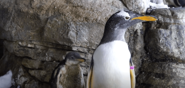 One half of the penguin couple and their chick. (Screen capture via UniLad/Newsflash)