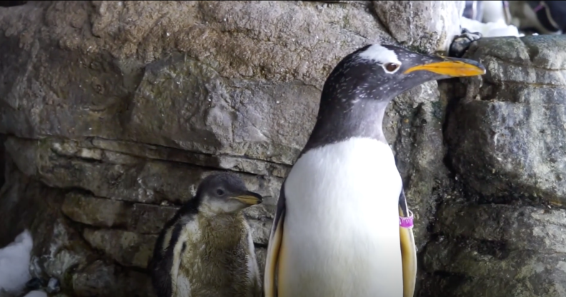 One half of the penguin couple and their chick. (Screen capture via UniLad/Newsflash)