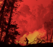 A firefighter has died in the wildfire caused by a gender-reveal party