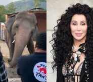 Cher looking at an elephant