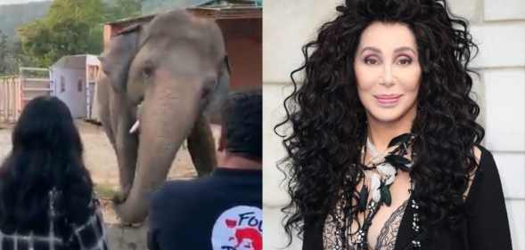 Cher looking at an elephant