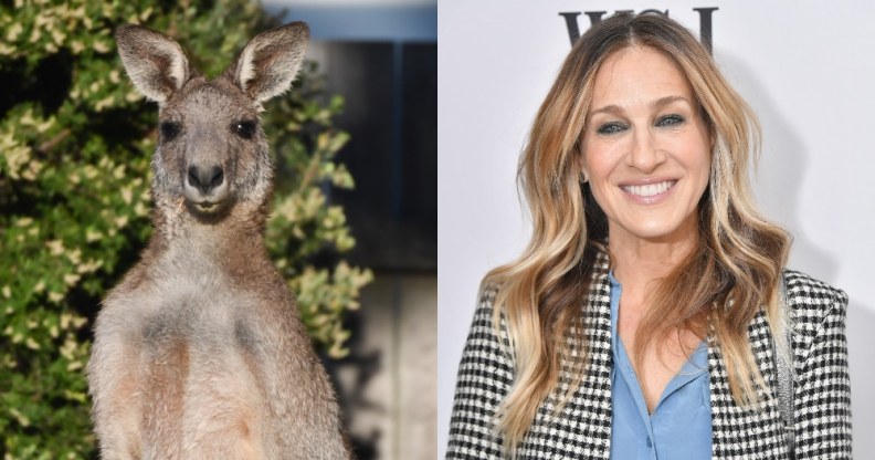 A kangaroo and Sarah Jessica Parker