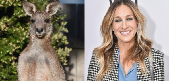 A kangaroo and Sarah Jessica Parker