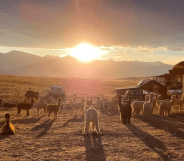 Tenacious Unicorn Ranch