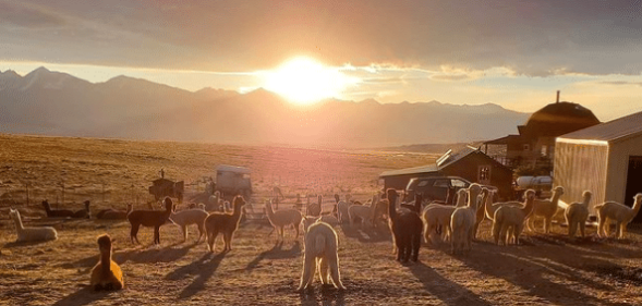 Tenacious Unicorn Ranch