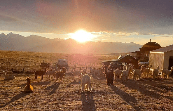 Tenacious Unicorn Ranch