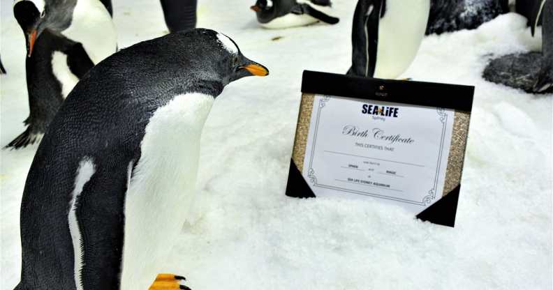 Sphen and Magic, two male gentoo penguins at the Sea Life Aquarium in Sydney