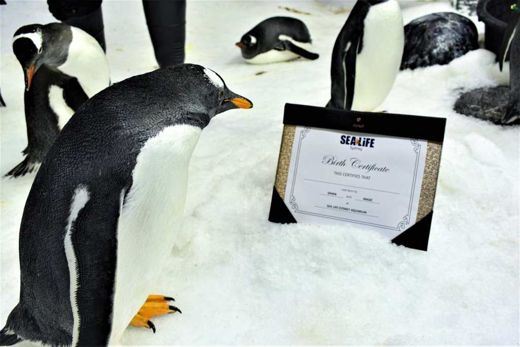 Sphen and Magic, two male gentoo penguins at the Sea Life Aquarium in Sydney