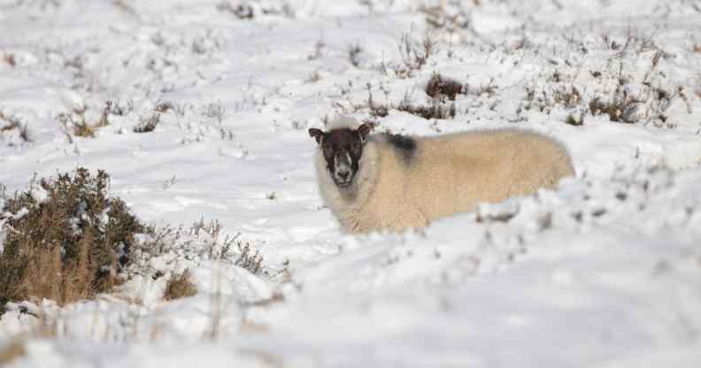 sheep watches as it stands in snow that has settled on Dartmoor on February 2, 2012