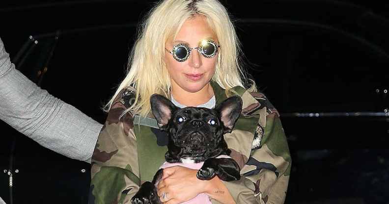 Lady Gaga dogs