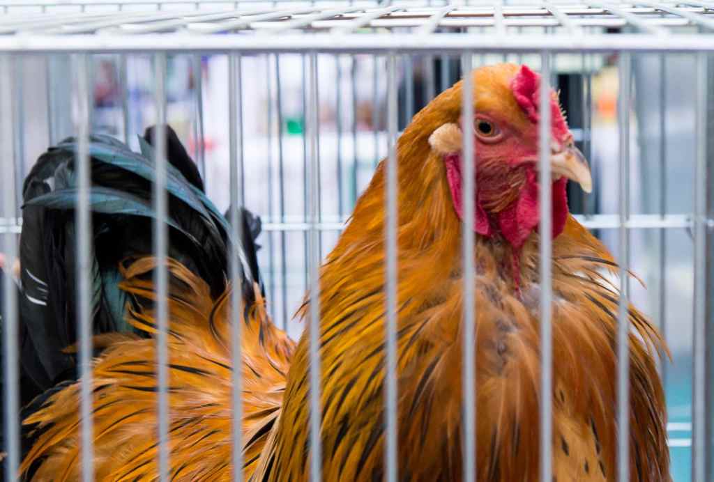 cockerel in a cage