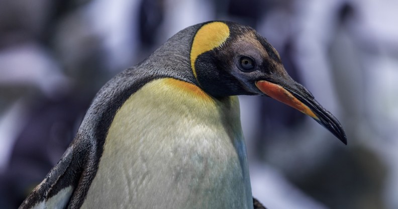 COVID-19 anal swabbing