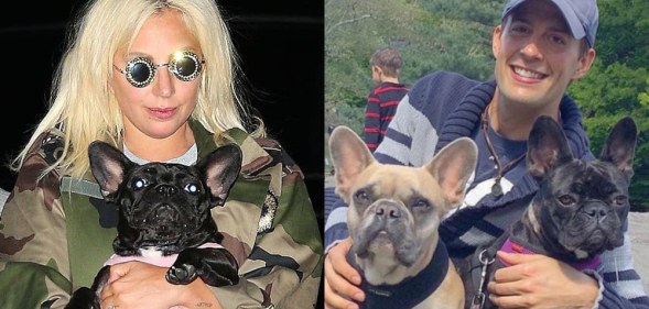 Lady Gaga in a camouflage jacket holding a French bulldog. Ryan Fischer holding two dogs