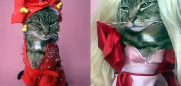 RuPaws RuPauls Drag Race cat Instagram