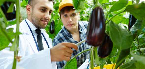 Man in lab coat inspecting aubergines