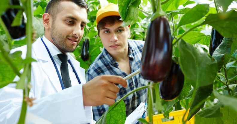 Man in lab coat inspecting aubergines
