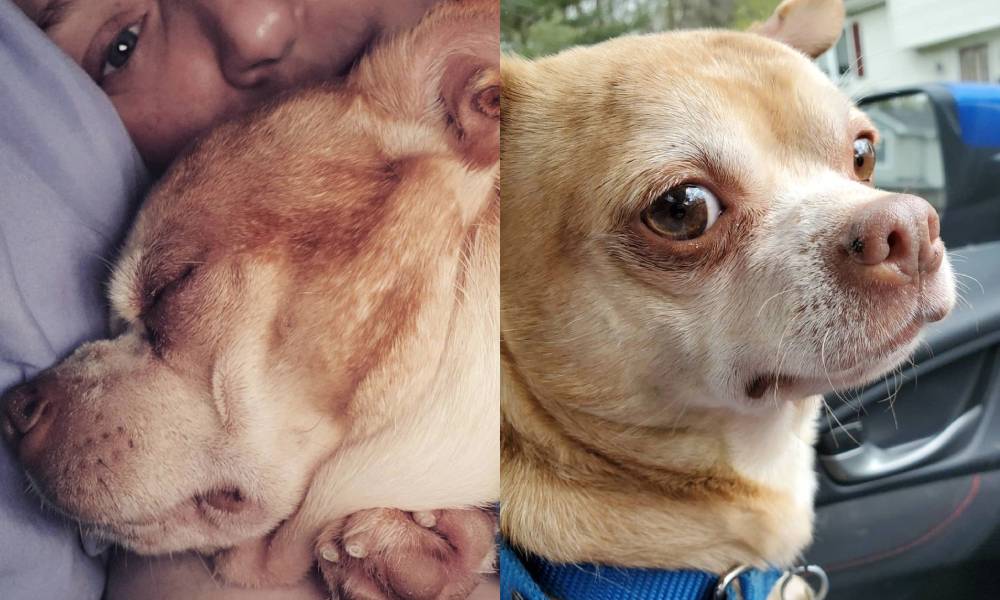 Prancer the 'demonic' chihuahua adopted by big-hearted lesbian