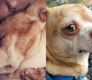 prancer chihuahua instagram