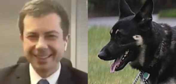 On the left: Pete Buttigieg shows his hands to the camera while wearing a suit. On the right: Major, a German Shepard, pants while standing on a lawn