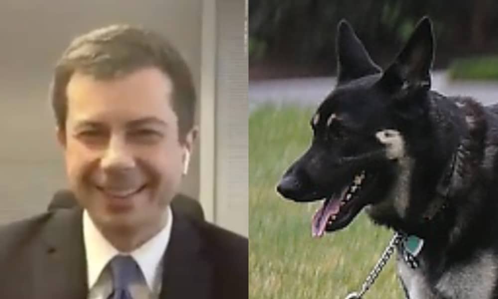 On the left: Pete Buttigieg shows his hands to the camera while wearing a suit. On the right: Major, a German Shepard, pants while standing on a lawn