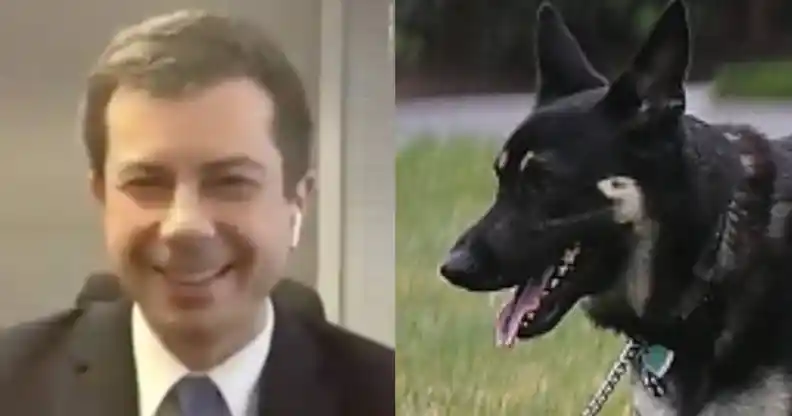 On the left: Pete Buttigieg shows his hands to the camera while wearing a suit. On the right: Major, a German Shepard, pants while standing on a lawn