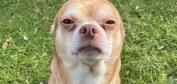 Prancer the man-hating chihuahua