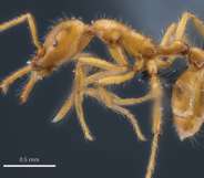 Newly-discovered ant species given non-binary scientific name