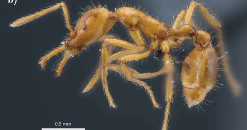 Newly-discovered ant species given non-binary scientific name