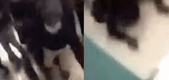 Attack on trans teenager