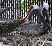 Gay pelican couple Pepe and Enrique