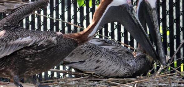Gay pelican couple Pepe and Enrique