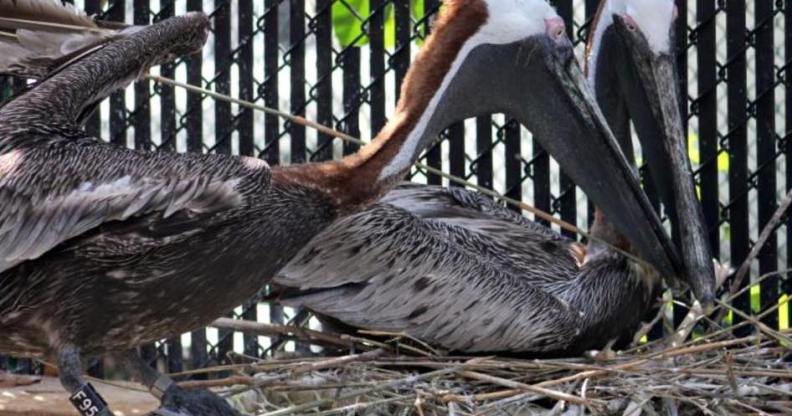 Gay pelican couple Pepe and Enrique
