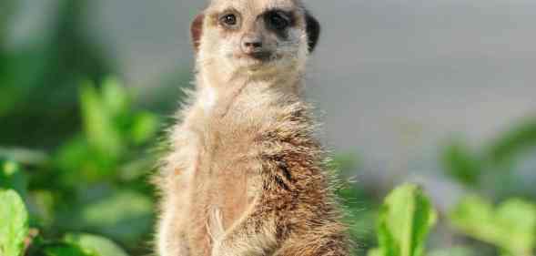 Picture of a meerkat staring at the audience as a TikToker jokes the animal should be adopted as a new gay stereotype