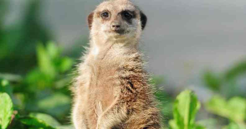 Picture of a meerkat staring at the audience as a TikToker jokes the animal should be adopted as a new gay stereotype