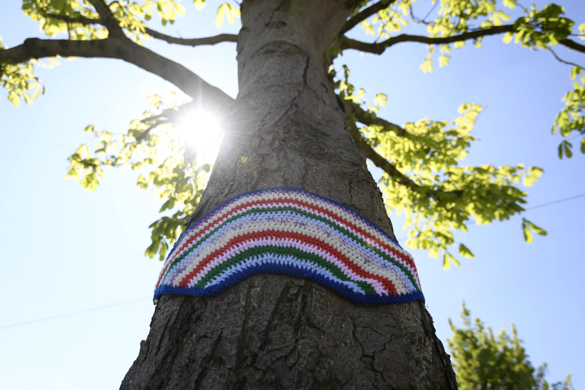 Europe's oldest tree isn't transgender... it's actually intersex | PinkNews