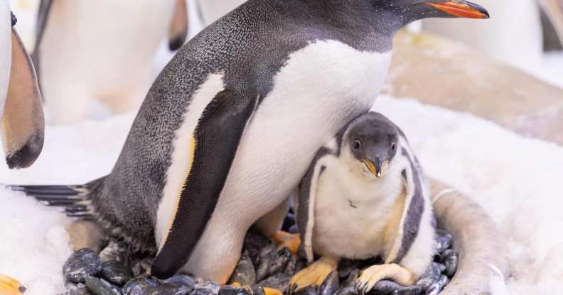 The gay penguin couples are determined to be uncles to new chick Chips