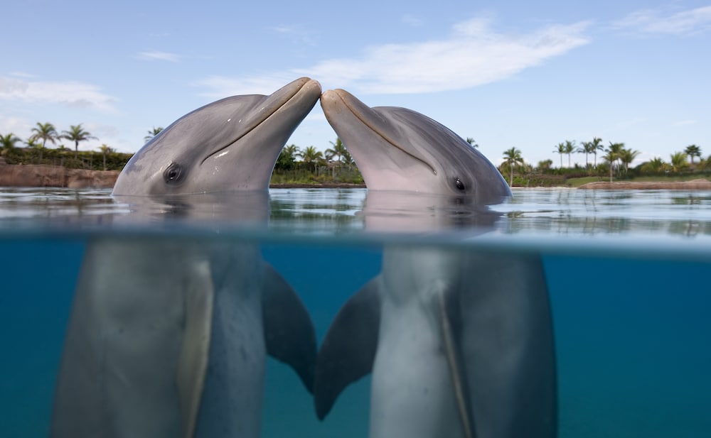 Dolphins have clitorises they use in lesbian sex, according to science