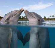 Bottlenose Dolphins kissing