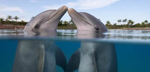Bottlenose Dolphins kissing