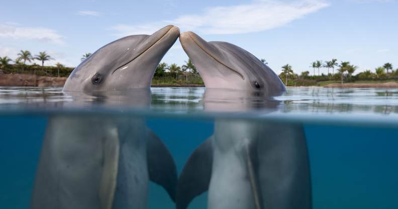 Bottlenose Dolphins kissing