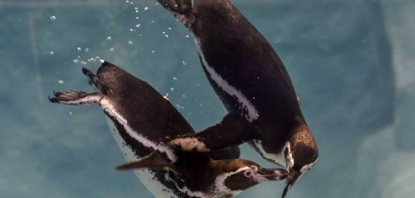 two Humboldt penguins swim in the water