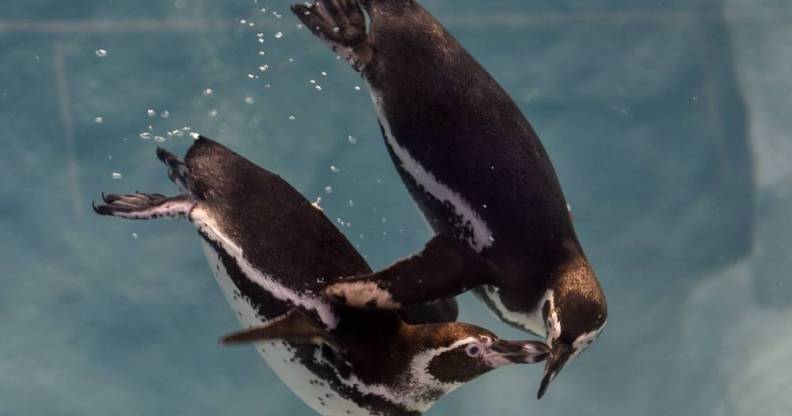 two Humboldt penguins swim in the water