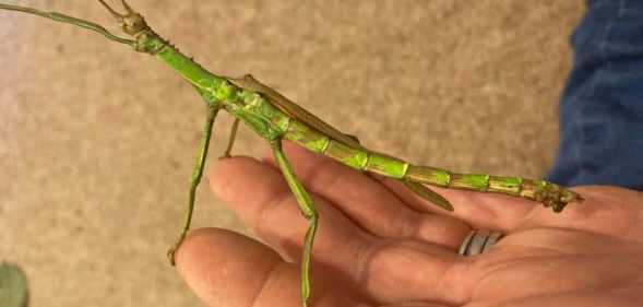 Charlie the green bean stick insect