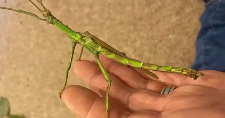 Charlie the green bean stick insect