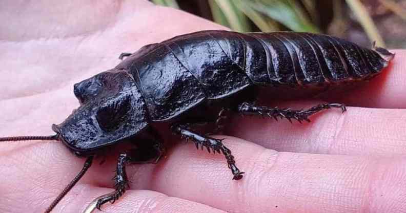 Hemsley Conservation Centre brings back "name a cockroach after your ex" for Valentine's Day