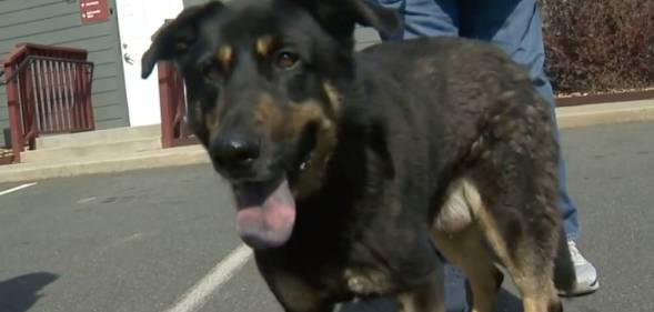 A black and brown coloured dog is seen in this picture. The dog, whose name is now Oscar, was abandoned by his former owners because they believed he was "gay" as he had humped another male dog