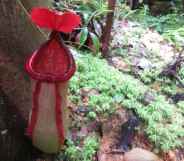 Public urged to stop picking 'penis plant' by Cambodian government