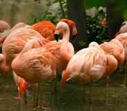 A group of pink flamingos gather in an enclosure in the Denver Zoo