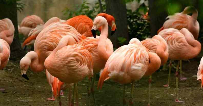 A group of pink flamingos gather in an enclosure in the Denver Zoo