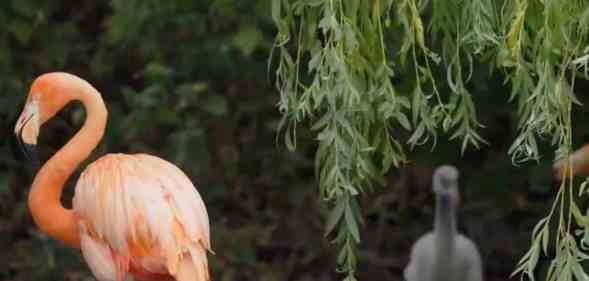 A pink flamingo stands in the left side as a grey chick is seen in the background below some foliage in a zoo enclosure